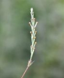 Crucianella imbricata