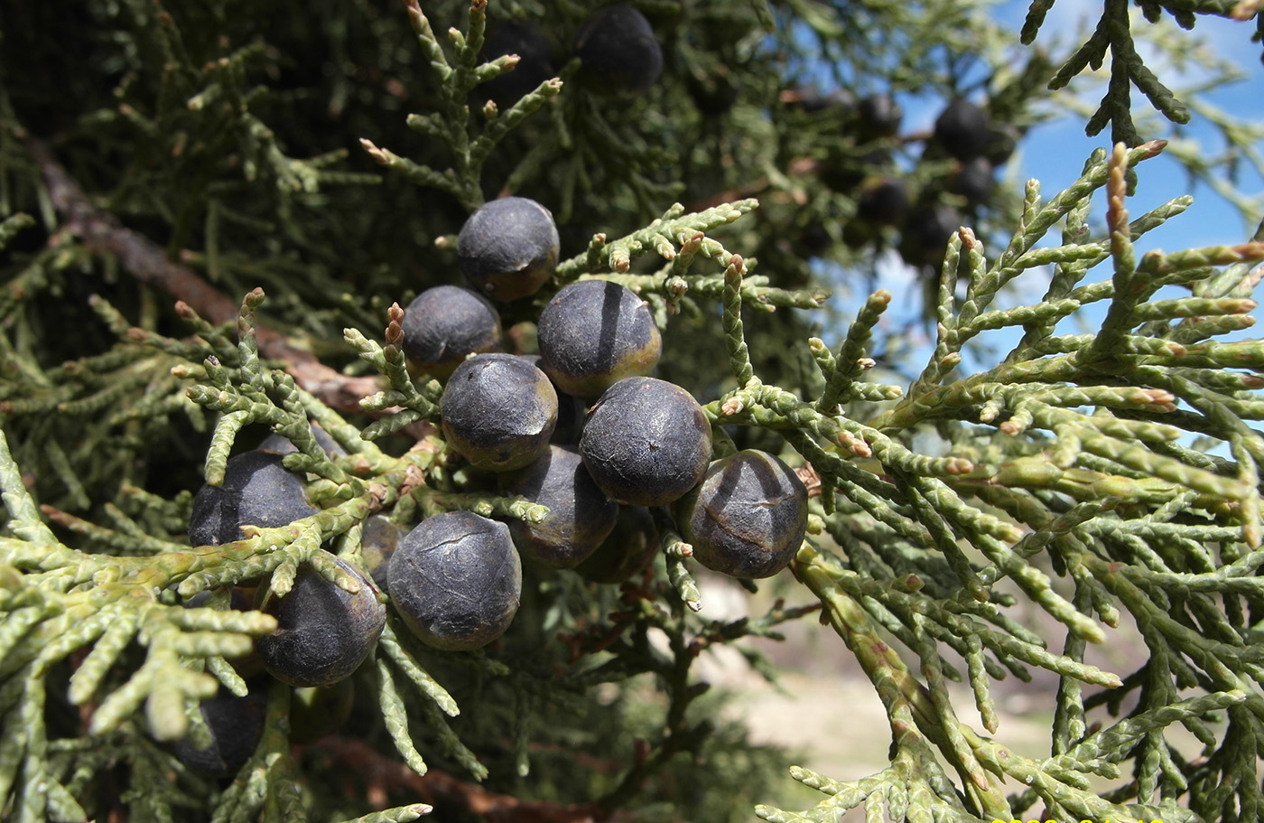 Изображение особи Juniperus seravschanica.