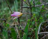 Tulipa biebersteiniana