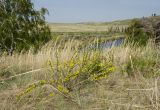 род Chamaecytisus
