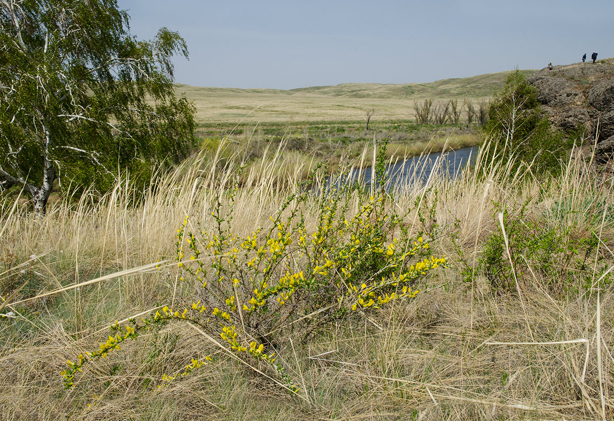 Image of genus Chamaecytisus specimen.