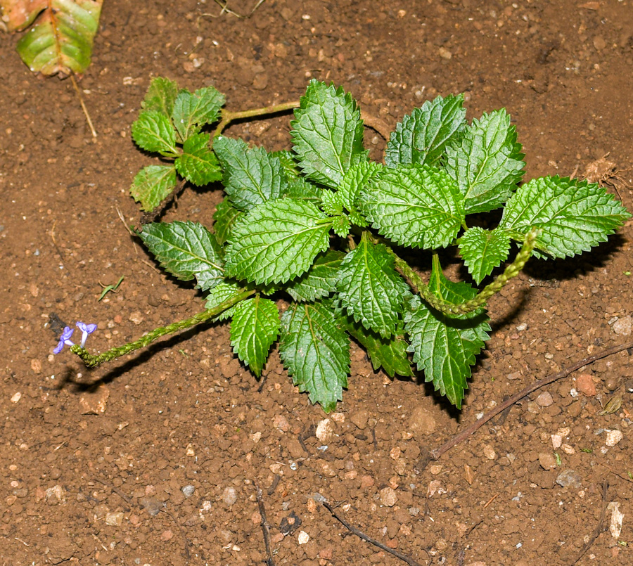 Image of Stachytarpheta cayennensis specimen.
