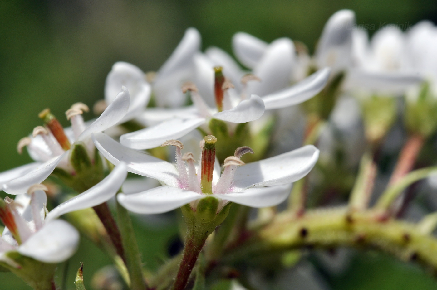 Изображение особи Lysimachia clethroides.