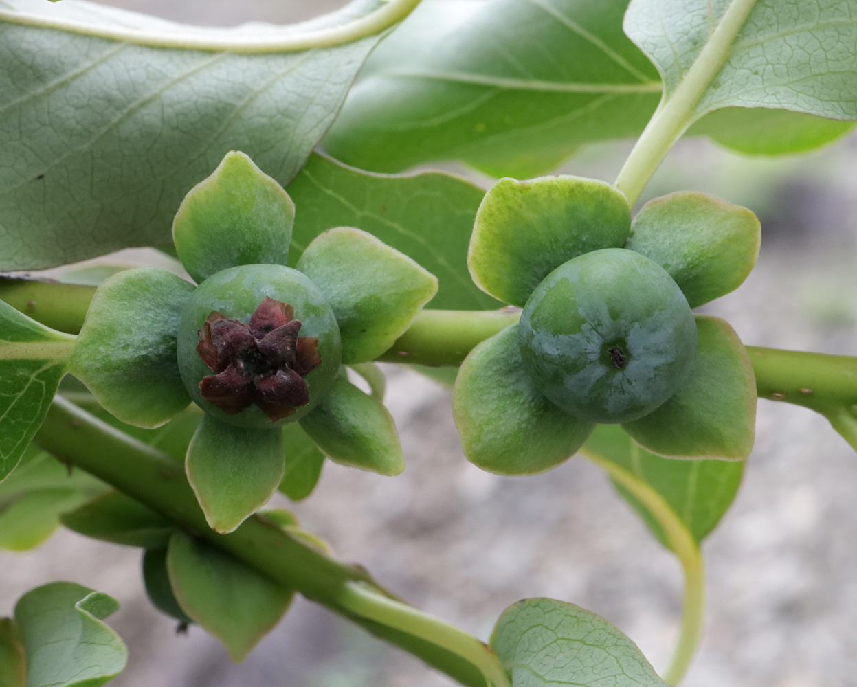 Image of Diospyros lotus specimen.