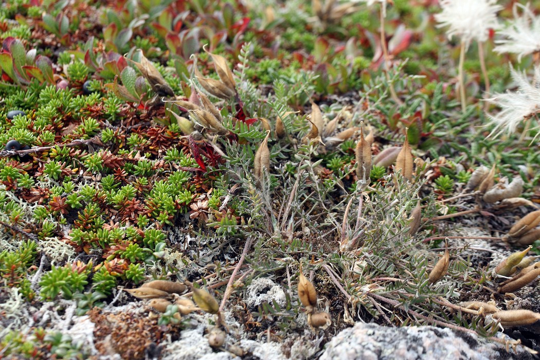 Изображение особи Oxytropis sordida.