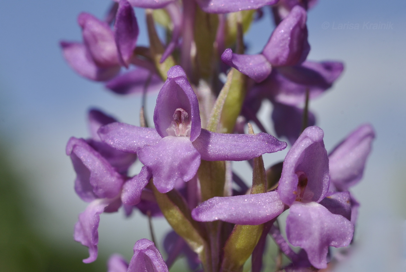 Image of Gymnadenia conopsea specimen.