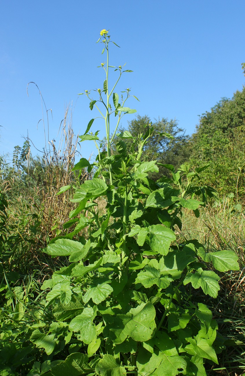 Изображение особи Brassica nigra.