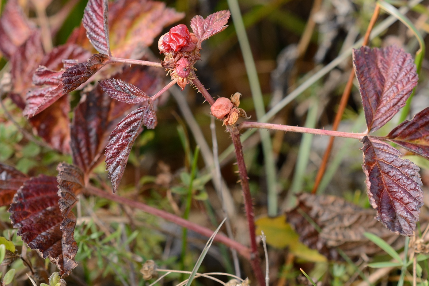 Изображение особи Rubus saxatilis.