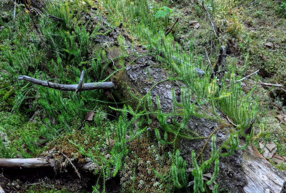 Image of Lycopodium annotinum specimen.