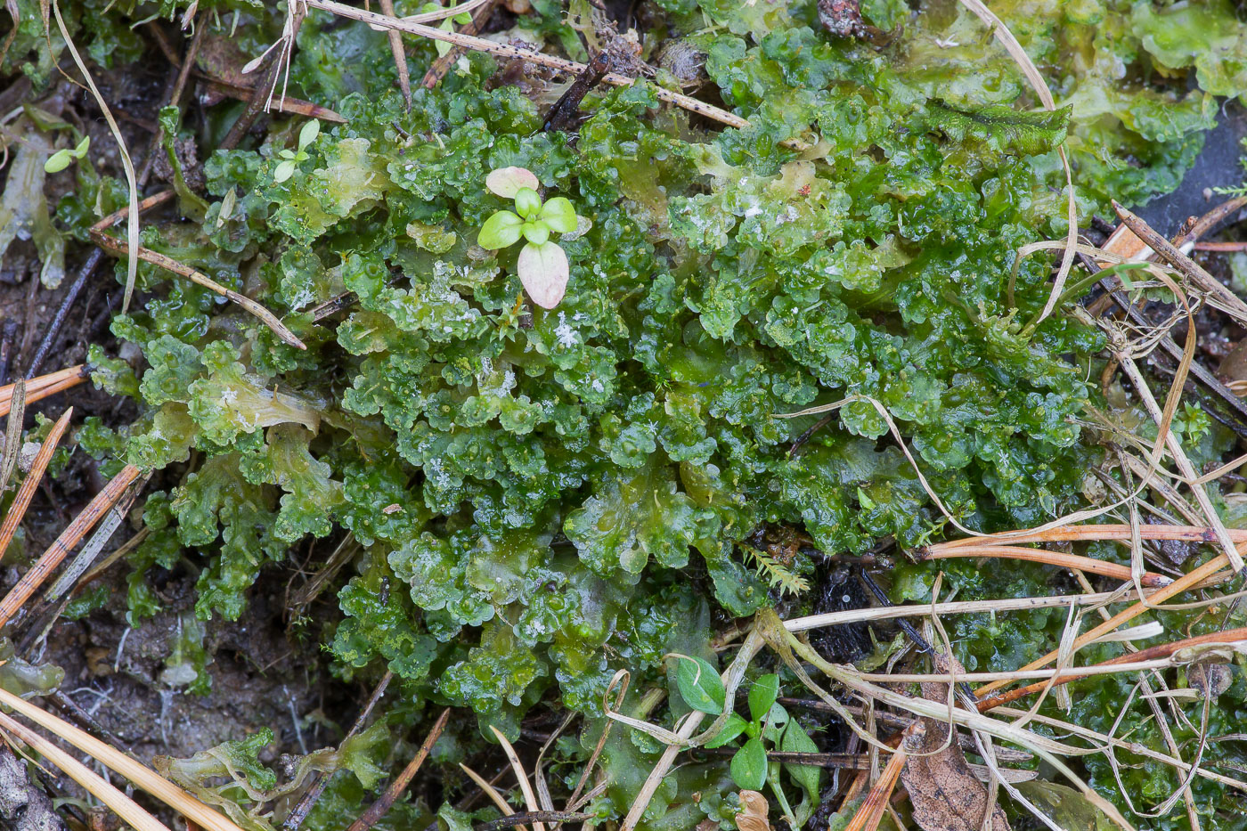 Image of Blasia pusilla specimen.