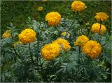 Tagetes erecta. Цветущие растения (культивар, махровая форма). Московская обл., Раменский р-н, окр. дер. Хрипань, садовый участок. 15.09.2023.