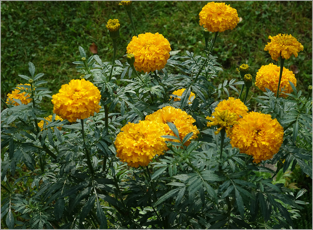 Image of Tagetes erecta specimen.
