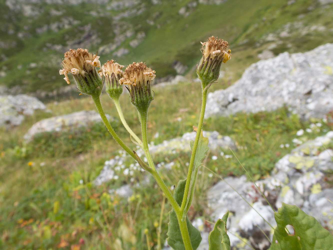 Изображение особи Senecio kolenatianus.