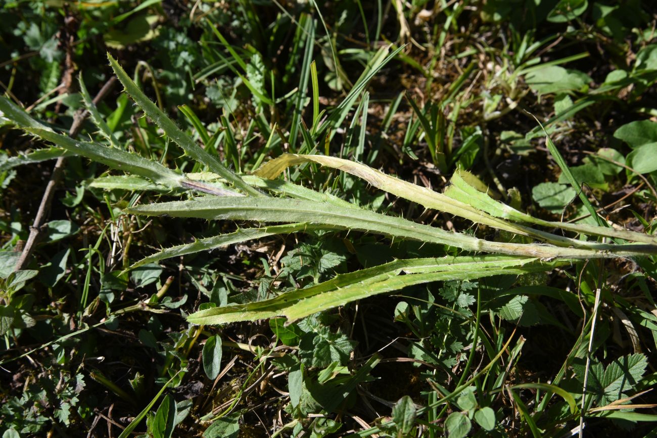 Image of Carlina biebersteinii specimen.