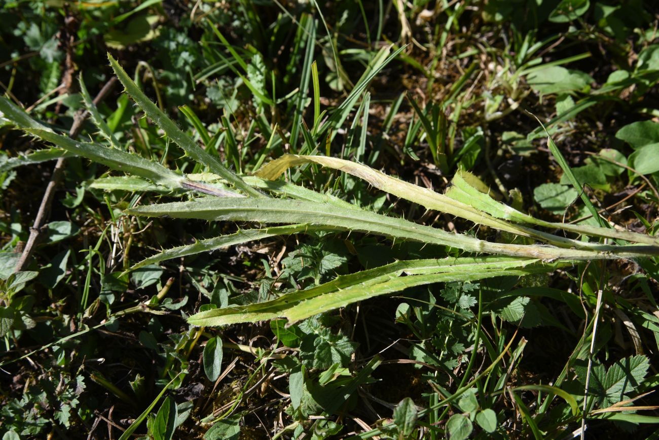 Изображение особи Carlina biebersteinii.