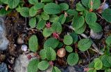 Salix reticulata