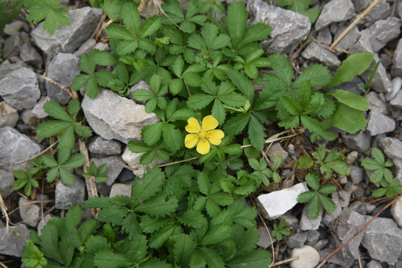 Изображение особи Potentilla reptans.