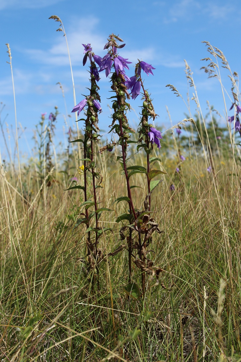 Image of Campanula rapunculoides specimen.