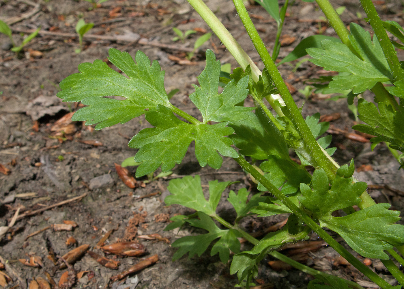 Image of Ranunculus sardous specimen.