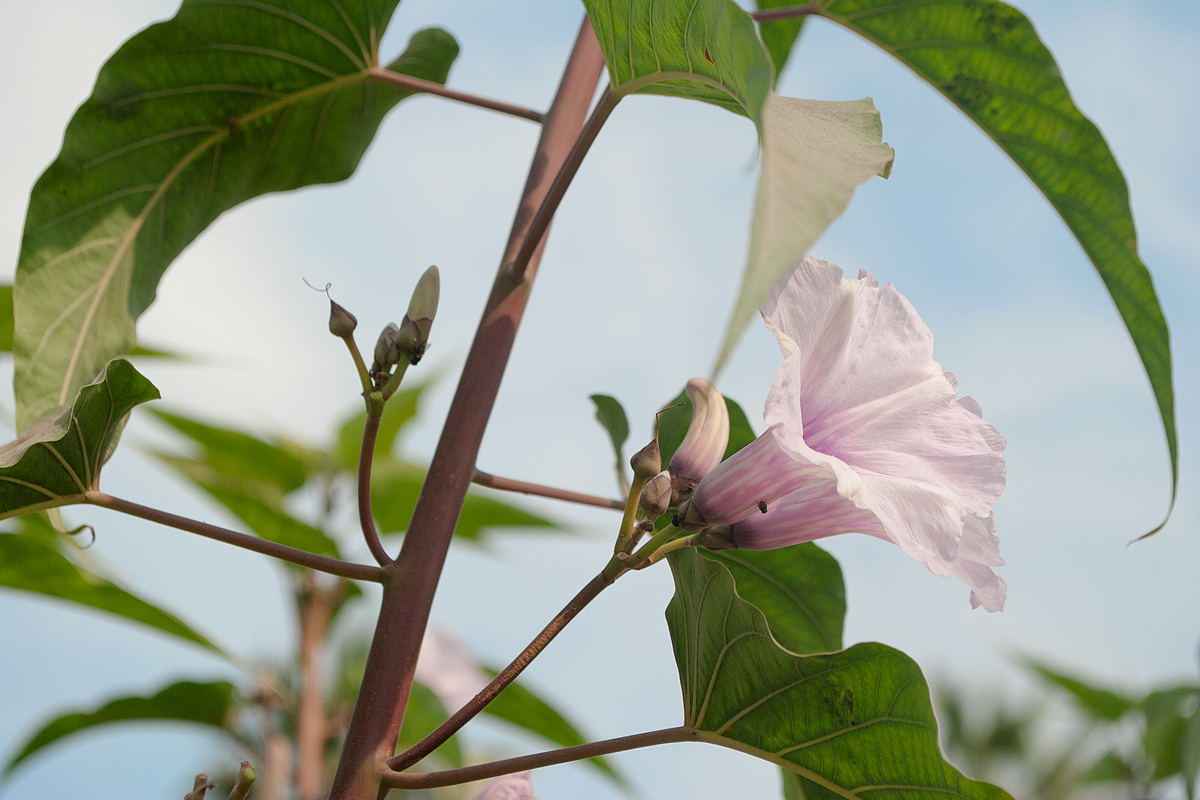 Изображение особи Ipomoea carnea.