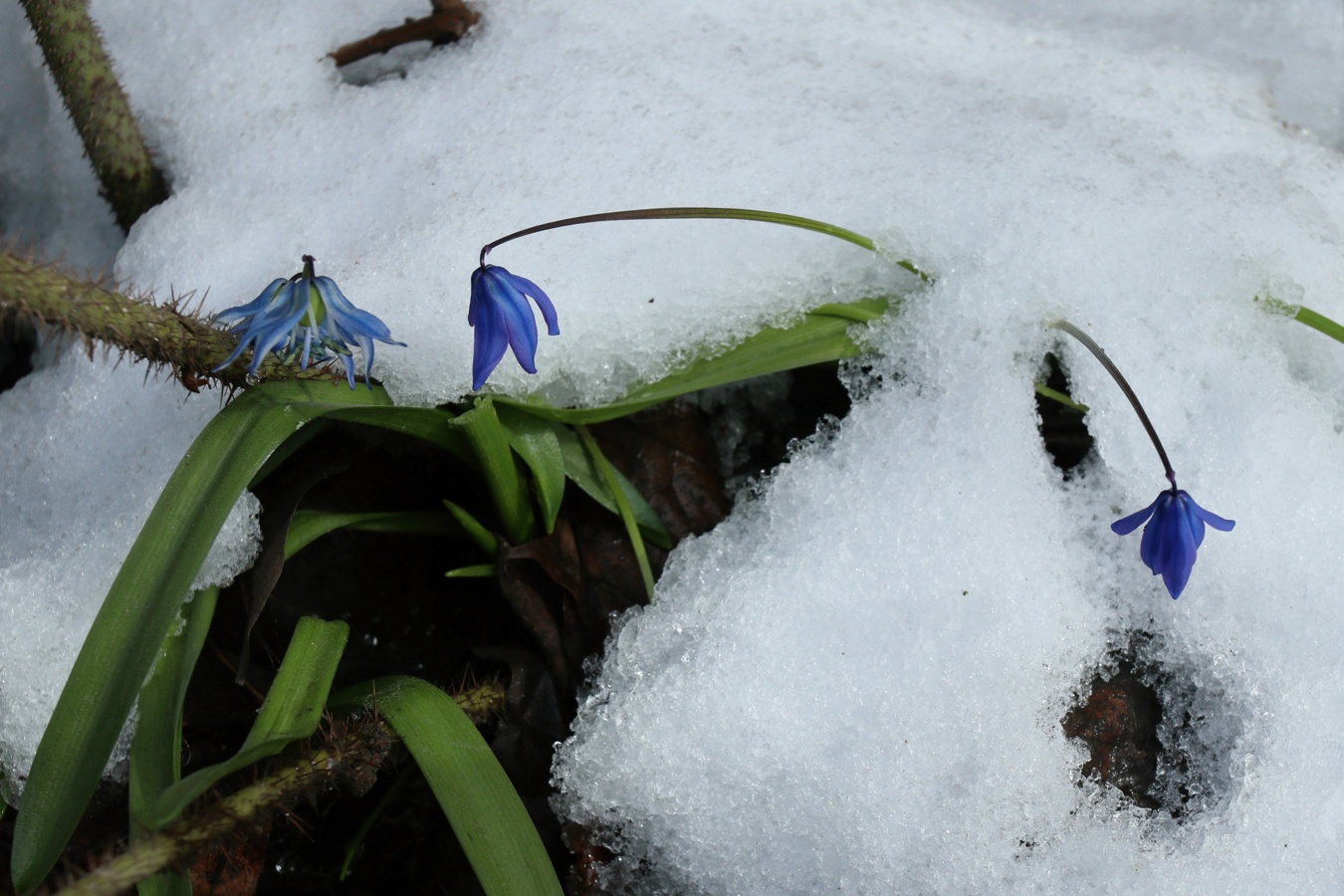 Image of Scilla siberica specimen.