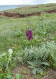 Verbascum phoeniceum