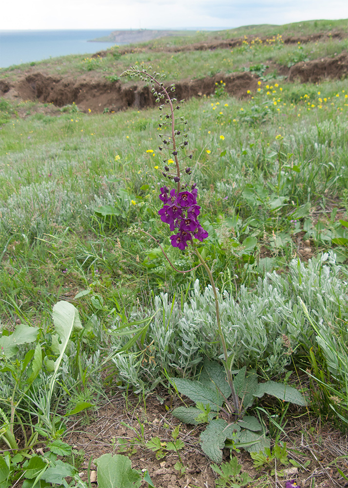 Image of Verbascum phoeniceum specimen.