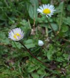 Bellis perennis. Соцветие-корзинка. Абхазия, Гудаутский р-н, Рицинский реликтовый национальный парк, долина р. Юпшара, разнотравный луг. 13.04.2024.