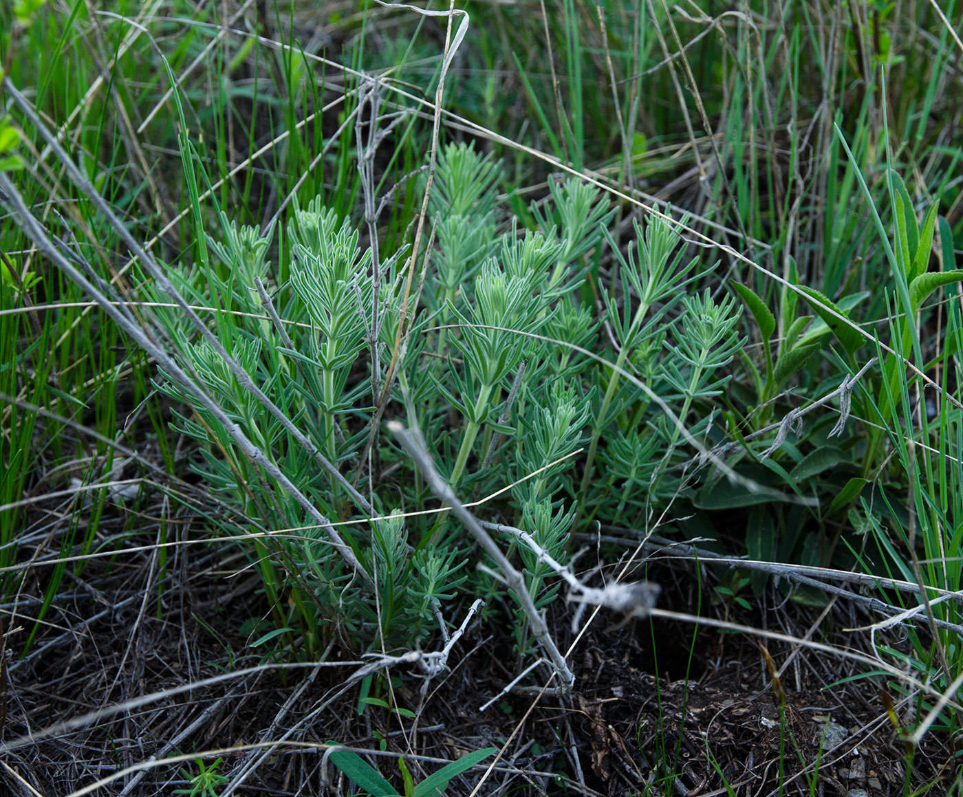 Изображение особи Galium tomentellum.