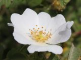 Rosa tomentosa