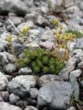 Saxifraga aizoides. Плодоносящее растение на прибрежном галечнике. Кольский п-ов, Хибины, долина р. Вудъяврйок. 09.08.2010.