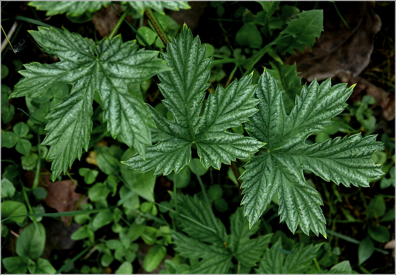 Image of Humulus lupulus specimen.