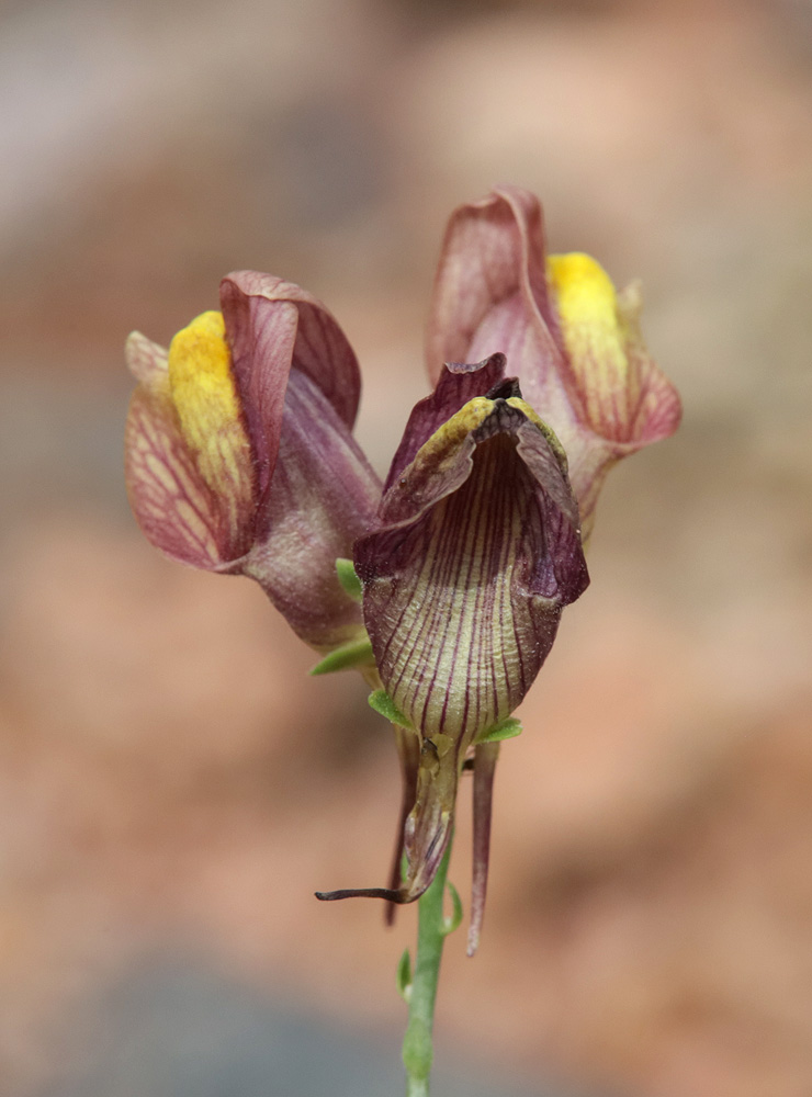 Image of Linaria popovii specimen.