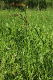 Echinochloa crus-galli