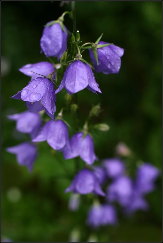 Image of Campanula persicifolia specimen.