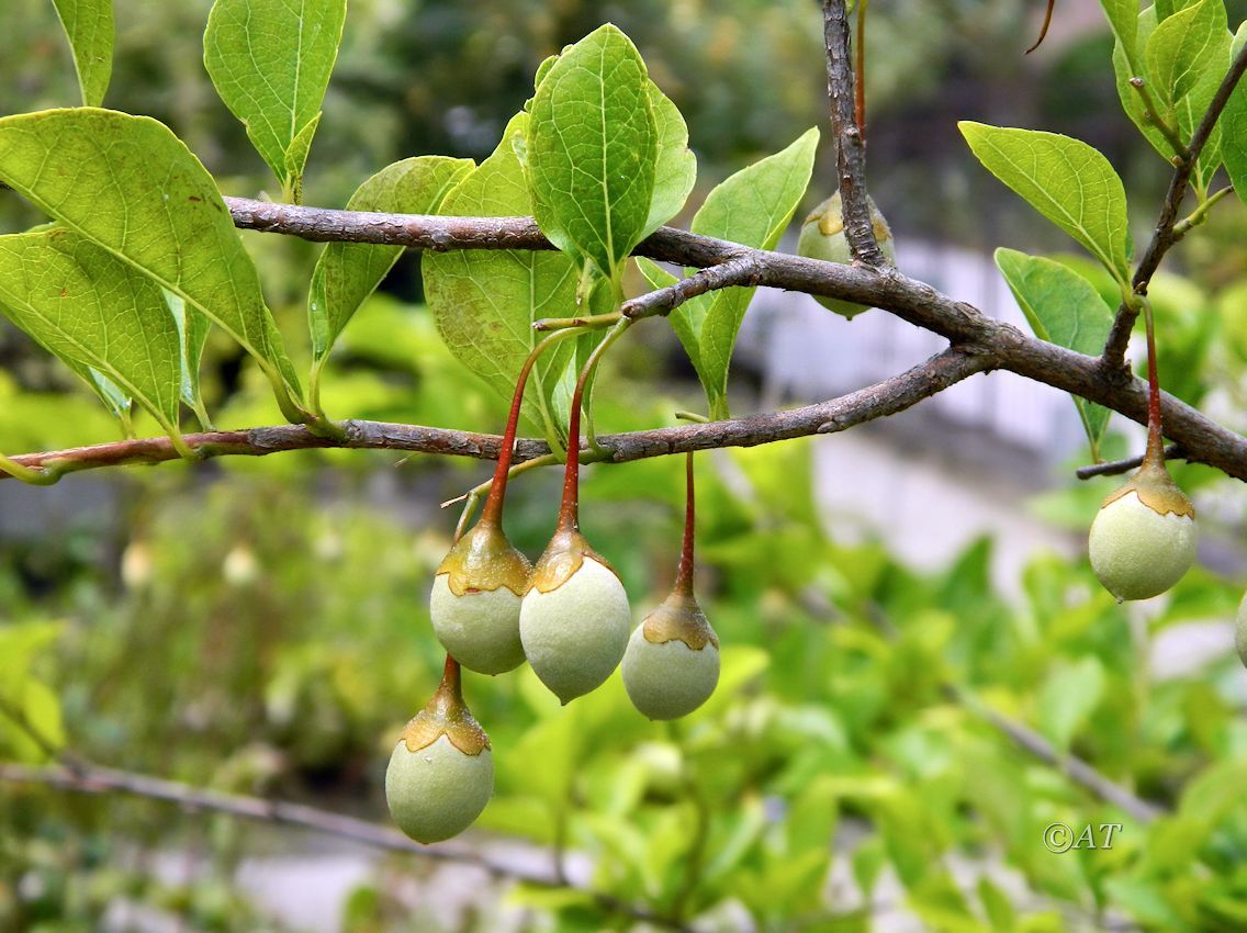 Image of Styrax officinalis specimen.