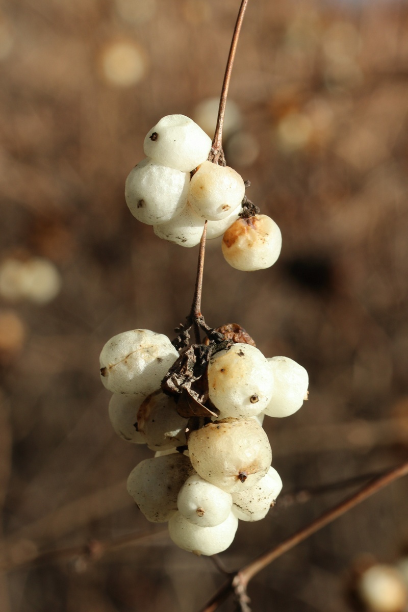 Image of Symphoricarpos albus var. laevigatus specimen.