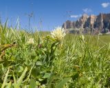 Trifolium trichocephalum