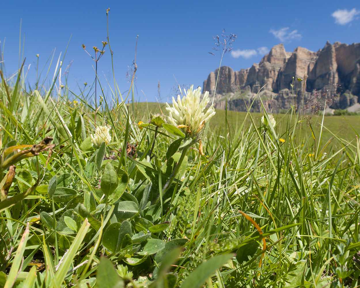 Изображение особи Trifolium trichocephalum.