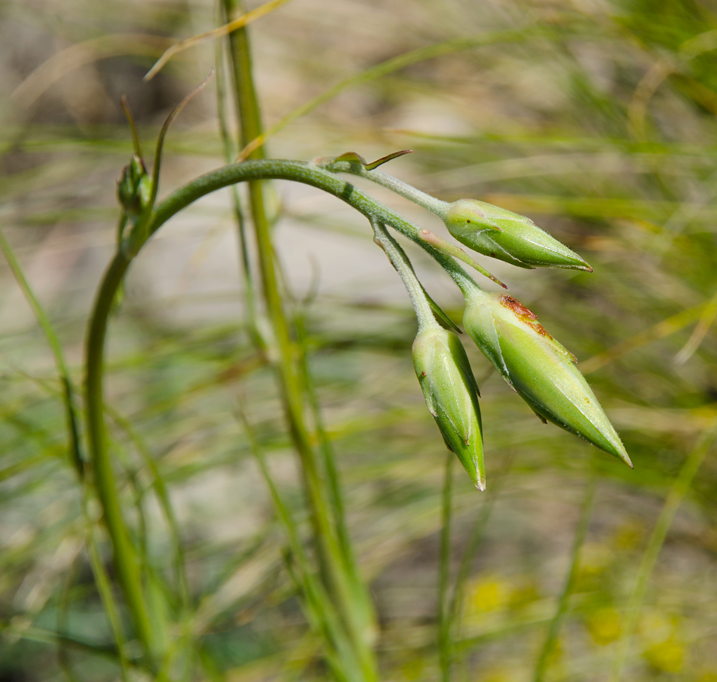 Изображение особи Scorzonera stricta.