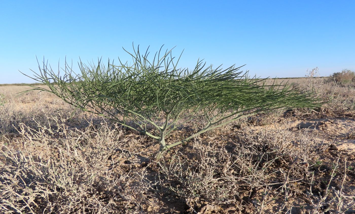 Image of Ferula varia specimen.