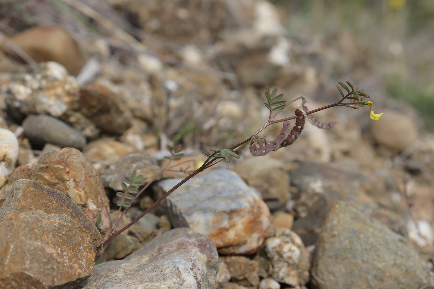 Изображение особи Hippocrepis ciliata.