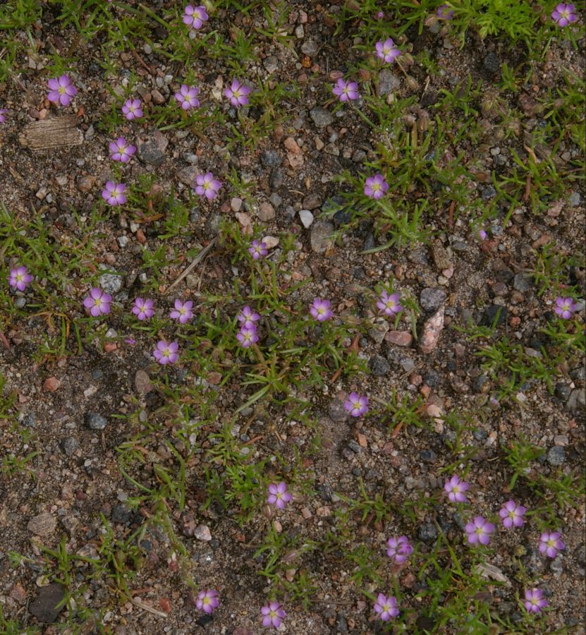 Изображение особи Spergularia rubra.