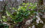 Helleborus caucasicus