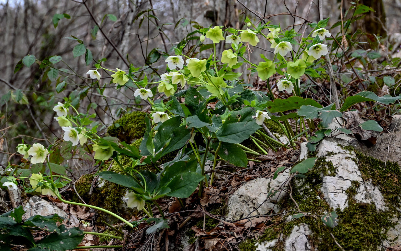 Изображение особи Helleborus caucasicus.