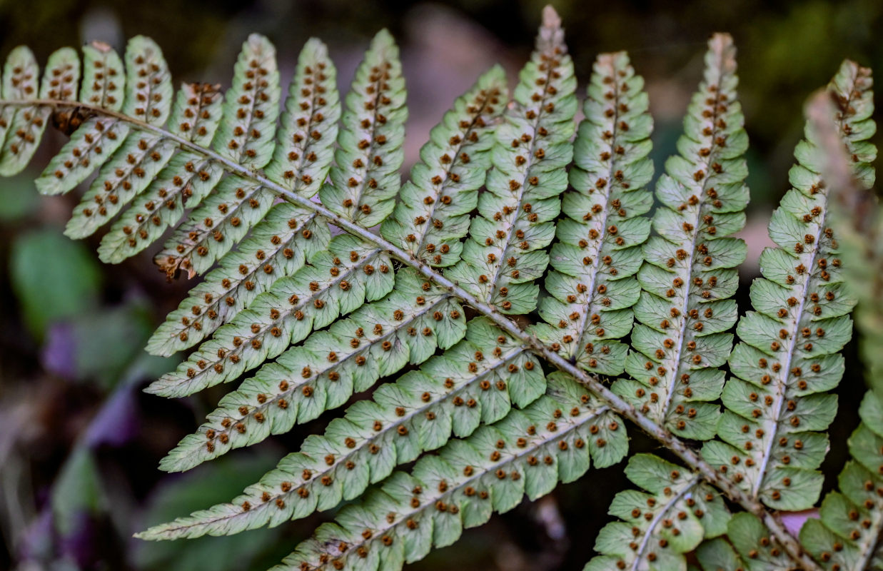 Image of Dryopteris filix-mas specimen.