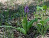 Orchis militaris