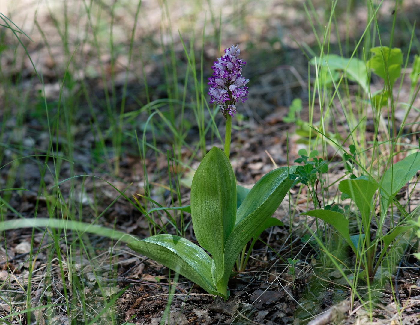 Image of Orchis militaris specimen.