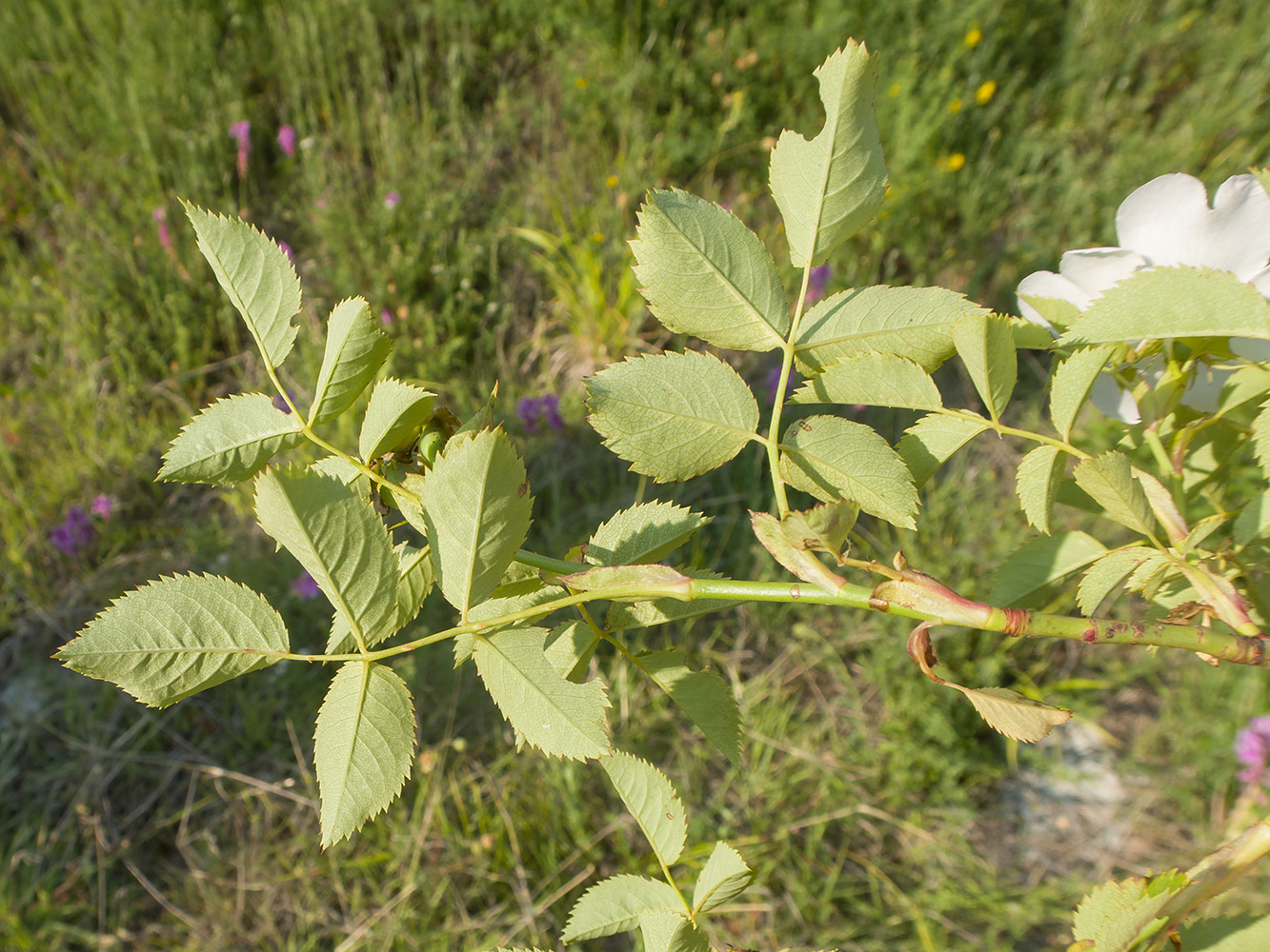 Image of Rosa canina specimen.