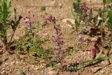 Fumaria officinalis. Цветущее и плодоносящее растение. Псковская обл., Порховский р-н, окр. дер. Заборовье, залежь. 15.06.2025.